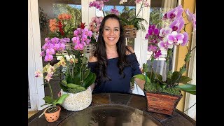 How to Care for Your Phalaenopsis Orchid  Orchid Care for Beginners  Orchid Diva [upl. by Eynaffit]