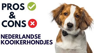 Nederlandse Kooikerhondjes Pros and Cons  Nederlandse Kooikerhondjes Advantages and Disadvantages [upl. by Ogdan]