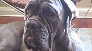 Neapolitan Mastiff Pleasantly Surprised [upl. by Aihsenal]