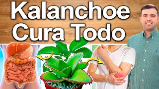 Kalanchoe Para Qué Sirve  Planta De Jardin Que Cura Todo  Beneficios Para Tu Salud [upl. by Odnala]