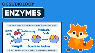 Enzymes  GCSE Biology [upl. by Ahsot]