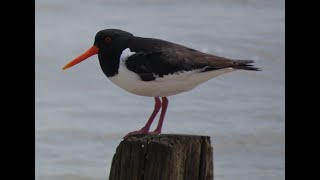 An Oystercatcher Story [upl. by Bellaude]