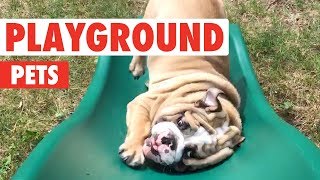 Playground Pets  Funny Pet Video Compilation 2018 [upl. by Durrej]