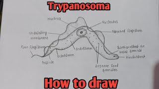 How to draw Trypanosoma  Structure of Trypanosoma  Biology diagram  biology diagram easy [upl. by Retnuh461]