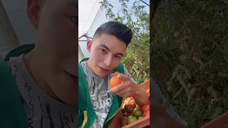 Trabajando el el tomate 🍅 parati campo tomate [upl. by Gabriel657]