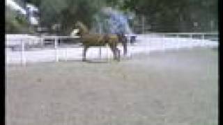 Bey Shameh quotAristocratquot Arabian Mare [upl. by Malynda440]