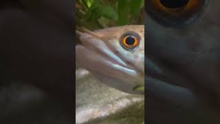 👀 Snakehead is watching you 👀 aquarium [upl. by Waldos]