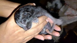 one day newborn kittens full of Fleas [upl. by Hgielanna]