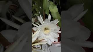 nightflower blooming flower shortsvideo [upl. by Ahsiruam]