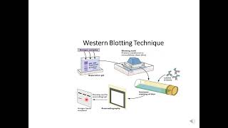 Western Blotting [upl. by Nov]