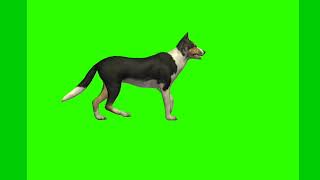 Dog  Green screen video No copyright [upl. by Mcclary]