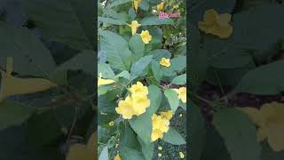 চন্দ্রপ্রভাসোনাপাতি ফুলTecomastansFamilyBignoniaceae plants botany gardening lifecraftiqbal [upl. by Aidnama490]