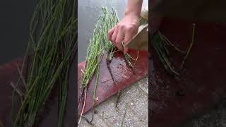 Tradescantia fluminensis cutting process [upl. by Tartan]