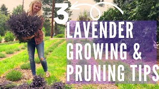 Lavender growing pruning and selection for TONS of flowers [upl. by Strader]