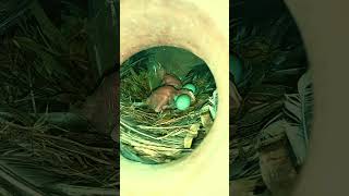 Mynah Babies  Mynah keep has babies and eggs on nest mynah birds birdsounds birdssinging [upl. by Gerald]