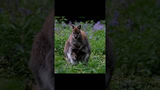 About fact of potoroo kangaroo viraltrending knownledge facts animal shortfeed [upl. by Cilla]