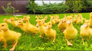 100 funny ducklings run because to have time to eat [upl. by Dayle265]