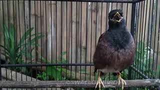 1 Hours Common myna bird song  Indian maina sound  mynah singing SwallowBird [upl. by Puto]