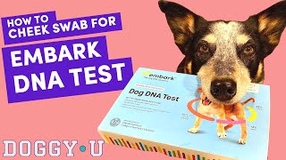 How to Take an Embark Dog DNA Test Dog Cheek Swab [upl. by Clynes]