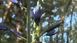 Great Camas Camassia leichtlinii spp suksdorfii Growing [upl. by Annahsor571]