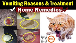 Cat Vomiting Solution  Home treatment  Vet Furqan Younas [upl. by Eiramanit289]