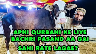 Apni Qurbani Ke Liye Al Razzaq Cattle Farm Ki Bachri Pasand Aa Gai 😍 [upl. by Arrac]