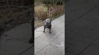 Leider geil bullylife frenchbulldog bulliten doglover song songs hunde leidergeil [upl. by Yhtac49]