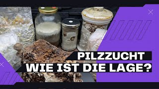 Pilze züchten  Wie ist die Lage 110  Pilzbox  Shiitake  Reishi  Nadelholz  Krause Glucke [upl. by Eninej]