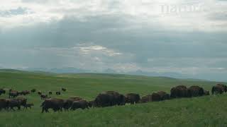 American bison herd running across prairie with Rocky Mountains in the background Montana USA [upl. by Nosnah]