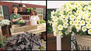 How To Plant A Surfinia Petunia Combination Planter [upl. by Nino]