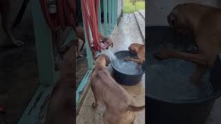 BREEDING RHODESIAN RIDGEBACKS AT HUNTERSON FARMS [upl. by Michey240]