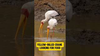 Yellowbilled crane looking for food shorts birds wildlife wildanimals animals waterbirds [upl. by Odlawso]