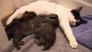 BOBCAT KITTENS adopted by house cat [upl. by Khalil]