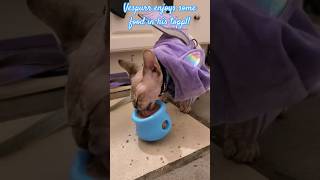 Cat enjoys toppl sphynxlair sphynxworldwide catbreed sphynxcommunity hairlesscats sphynxcats [upl. by Baiel816]