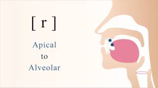 r  voiced apical alveolar trill [upl. by Leivad524]