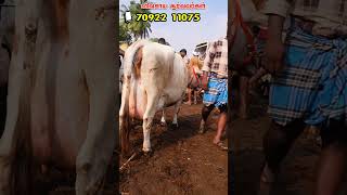 தரமான ஜெர்சி மாடு vivasayaarvalargal farming agriculture shortvideo shortsvideo shorts [upl. by Alyakcm320]