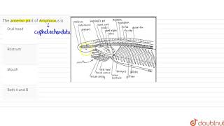 The anterior part of Amphioxus is [upl. by Girardi]