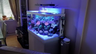 Check out this amazing Red Sea MAX 250 reef tank [upl. by Drawets727]