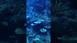 Oceanarium Bxsea XChange Bintaro oceanarium ocean fish shorts shortvideo reels fyp [upl. by Tnilf150]