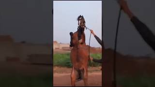 Kathiyawadi ghodi🐎tejupipliyakudvavalaghodahajanipipliyanaghodakathiyawadnaghodahorserevalchal [upl. by Pompei143]