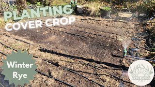 Planting Winter Rye Winter Cover Crop in My Vegetable Garden Benefits amp Planting Tips for Wisconsin [upl. by Shalom]