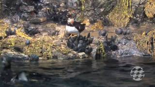 Birdseye View A Polished Puffin Exhibit [upl. by Atinniuq732]