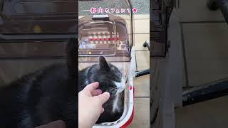 キャリーから飛び出さない猫 [upl. by Xavier639]