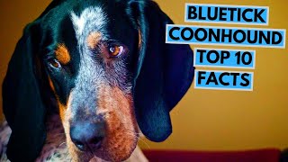 Bluetick Coonhound  TOP 10 Interesting Facts [upl. by Asenab]