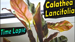 Calathea Lancifolia Prayer plant  Leaves Time Lapse [upl. by Aissert235]