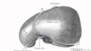 Peritoneal Cavity  Part 2  Ligaments of the Liver  Anatomy Tutorial [upl. by Leavitt]