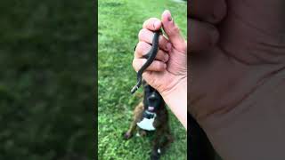 Harmless Ring neck snake wildlife ringneck [upl. by Imhskal]