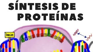 Transcripción de ADN traducción de ARN o síntesis de proteínas explicado [upl. by Reham]