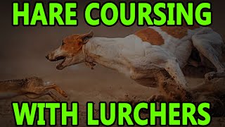 Hare Coursing With Lurchers  Working Lurchers [upl. by Fusuy423]