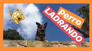 🙀 Perro LADRANDO fuerte agresivo enojado 🐕 Ladrido de pastor alemán 📣 [upl. by Naitsirhc]